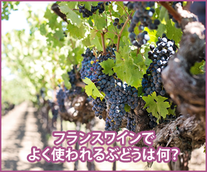 フランスワインでよく使われるぶどう