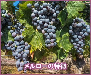 メルローの特徴