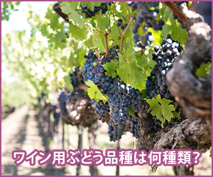 ワイン用ぶどう品種は何種類くらいある?